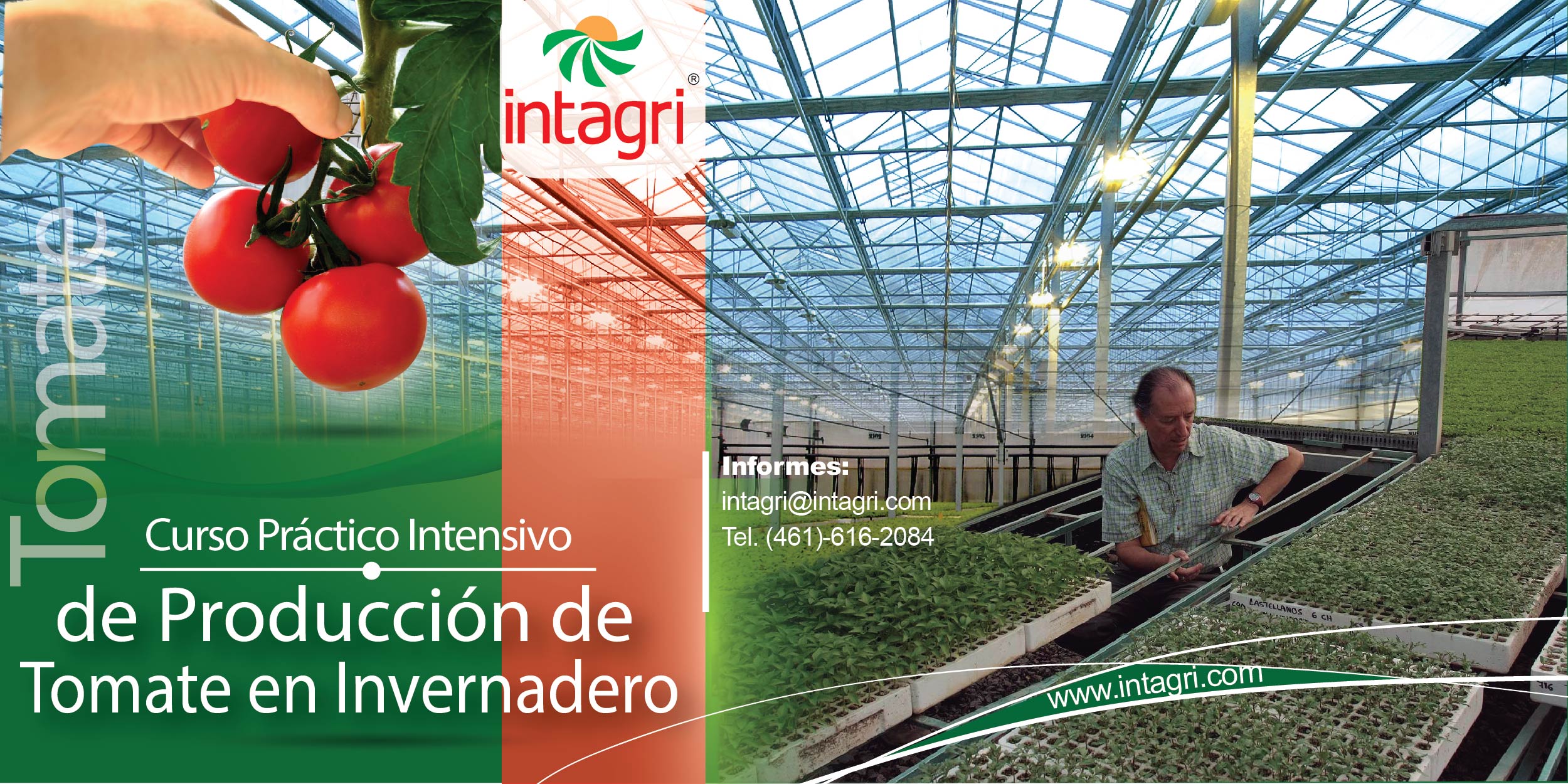 Curso virtual: Curso Intensivo sobre Manejo del Cultivo de Tomate bajo